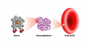 hemoglobina dhe eritrocitet