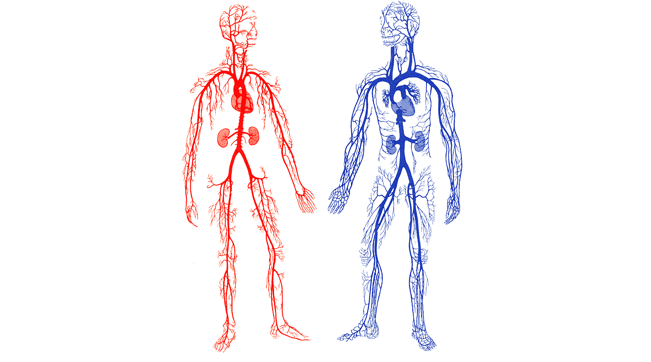 Кровеносная система человека анатомия. Венозная и артериальная Вена. Кровеносная система человека Вена артерии. Кровеносные сосуды человека схема артерии вены. Вены и артерии схема